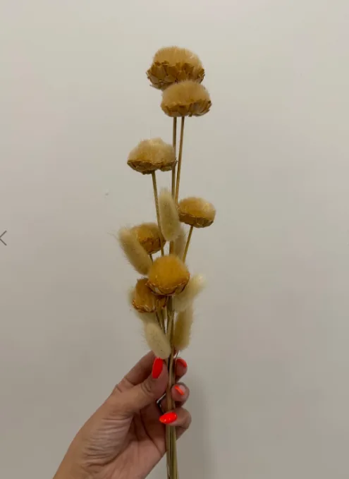 گل خشک طبیعی دم روباهی